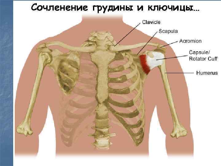 Сочленение грудины и ключицы… 
