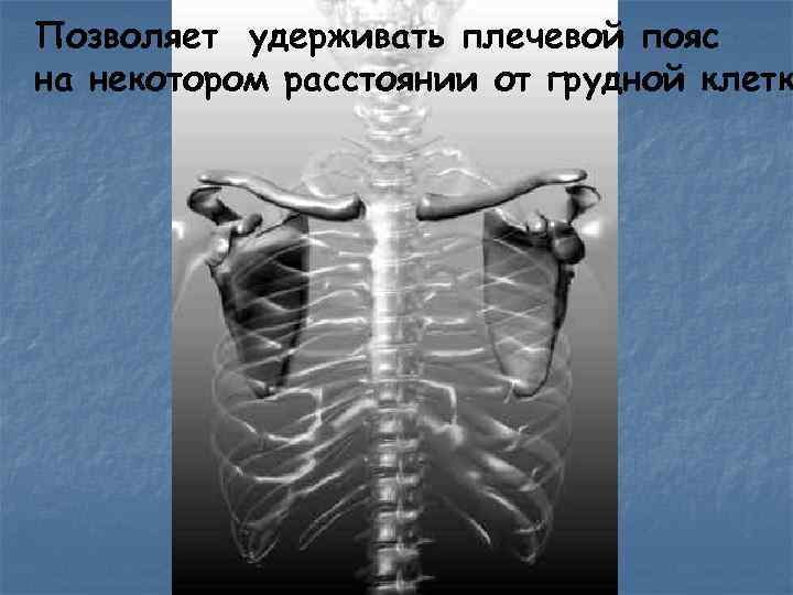 Позволяет удерживать плечевой пояс на некотором расстоянии от грудной клетк 