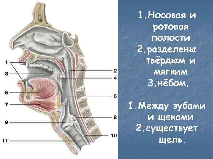 Как устроена носовая полость