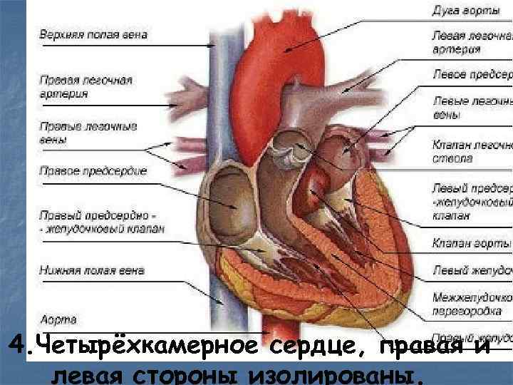 4. Четырёхкамерное сердце, правая и левая стороны изолированы. 