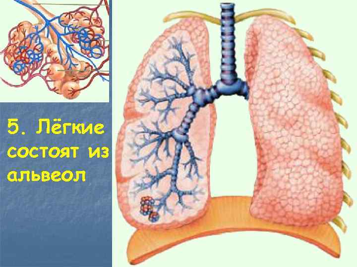 5. Лёгкие состоят из альвеол 