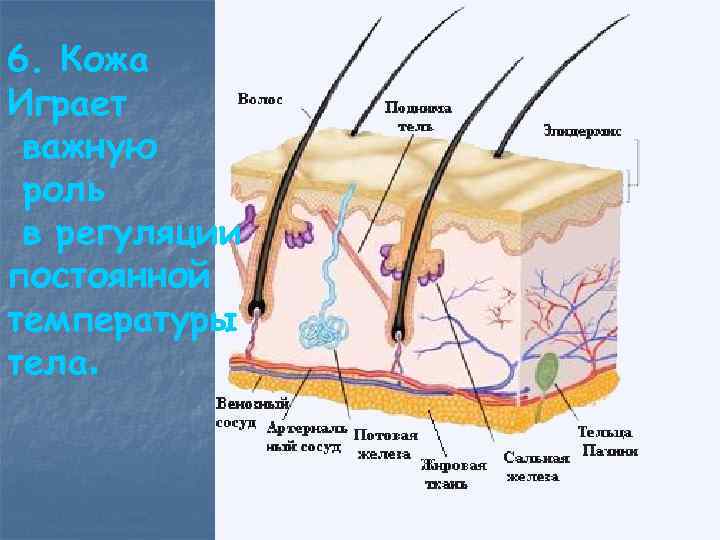 6. Кожа Играет важную роль в регуляции постоянной температуры тела. 