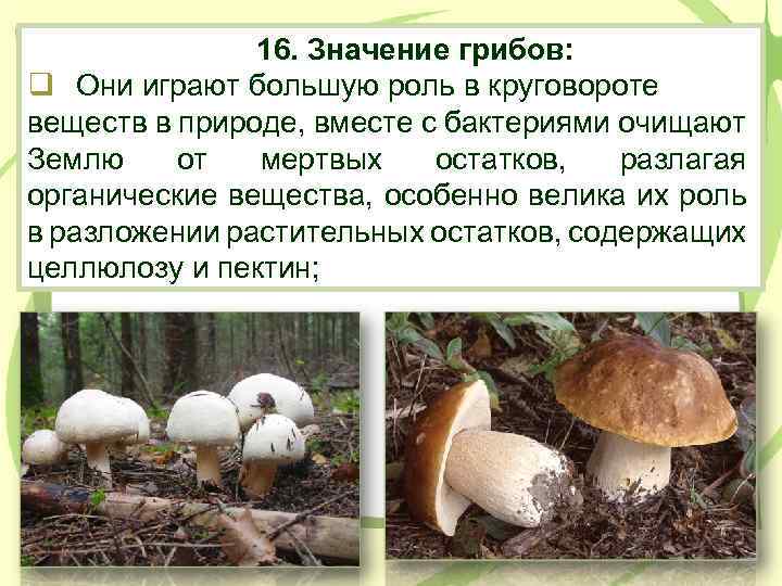 16. Значение грибов: q Они играют большую роль в круговороте веществ в природе, вместе