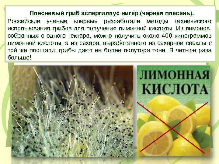 Плесневый гриб аспергиллус нигер (черная плесень). Российские ученые впервые разработали методы технического использования грибов