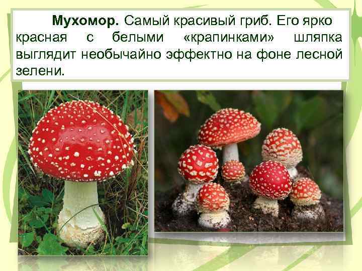 Мухомор. Самый красивый гриб. Его ярко красная с белыми «крапинками» шляпка выглядит необычайно эффектно