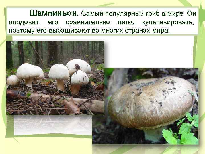 Шампиньон. Самый популярный гриб в мире. Он плодовит, его сравнительно легко культивировать, поэтому его