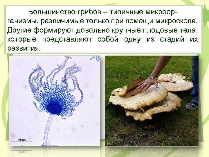 Большинство грибов – типичные микроорганизмы, различимые только при помощи микроскопа. Другие формируют довольно крупные