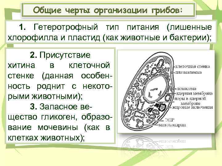 Общие черты организации грибов: 1. Гетеротрофный тип питания (лишенные хлорофилла и пластид (как животные