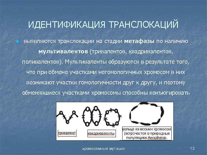 ИДЕНТИФИКАЦИЯ ТРАНСЛОКАЦИЙ n выявляются транслокации на стадии метафазы по наличию мультивалентов (тривалентов, квадривалентов, поливалентов).