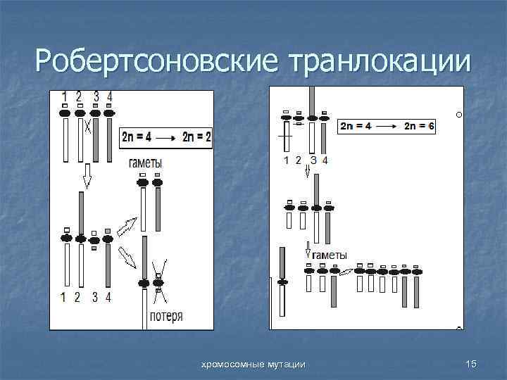 Робертсоновские транлокации хромосомные мутации 15 