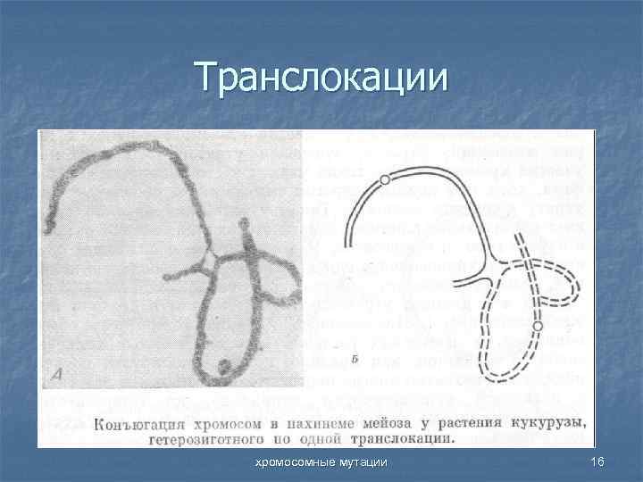 Транслокации хромосомные мутации 16 