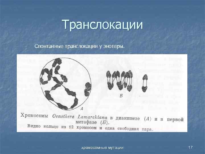 Транслокации Спонтанные транслокации у энотеры. хромосомные мутации 17 
