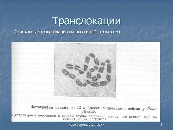 Транслокации Спонтанные транслокации (кольцо из 12 хромосом) хромосомные мутации 18 
