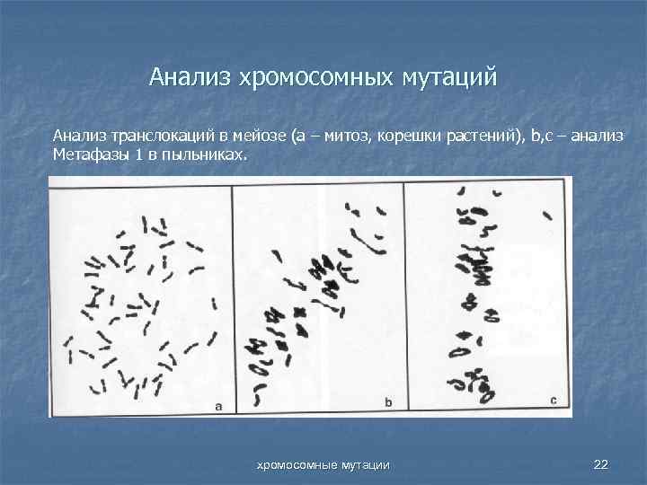 Анализ хромосомных мутаций Анализ транслокаций в мейозе (а – митоз, корешки растений), b, c