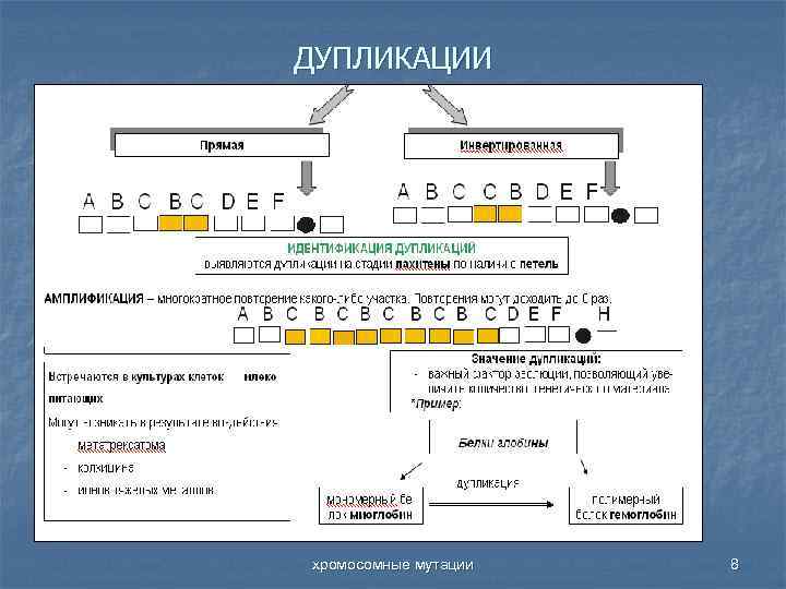 ДУПЛИКАЦИИ хромосомные мутации 8 
