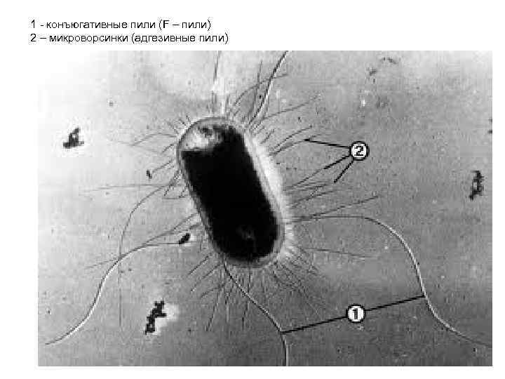 1 - конъюгативные пили (F – пили) 2 – микроворсинки (адгезивные пили) 