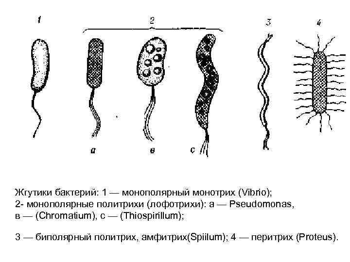 Жгутики бактерий: 1 — монополярный монотрих (Vibrio); 2 - монополярные политрихи (лофотрихи): а —