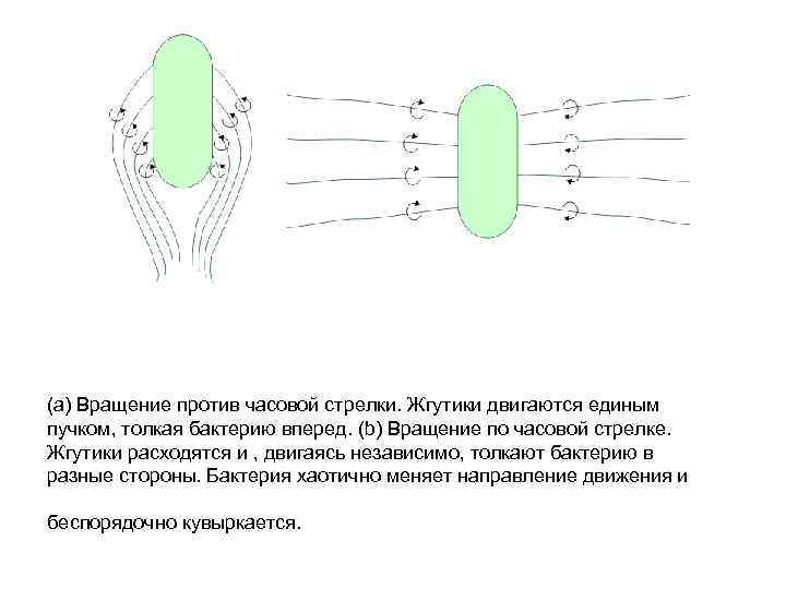 (а) Вращение против часовой стрелки. Жгутики двигаются единым пучком, толкая бактерию вперед. (b) Вращение