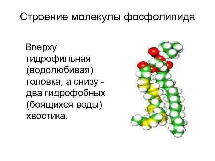 Строение молекулы фосфолипида Вверху гидрофильная (водолюбивая) головка, а снизу - два гидрофобных (боящихся воды)