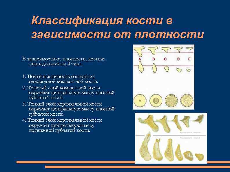 Классификация кости в зависимости от плотности В зависимости от плотности, костная ткань делится на