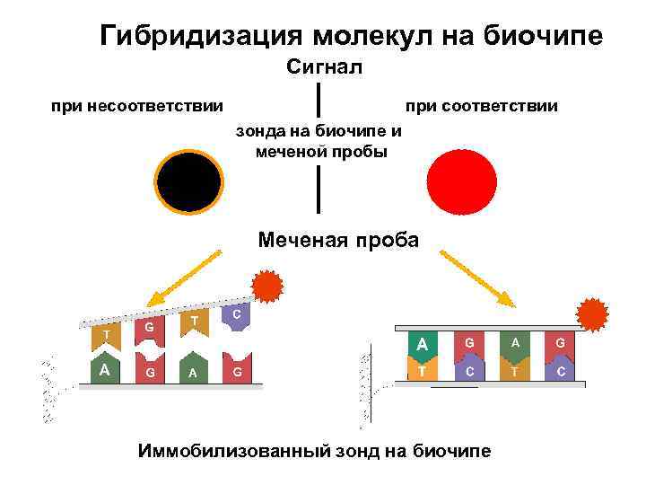 Гибридизация молекул на биочипе Сигнал при несоответствии при соответствии зонда на биочипе и меченой