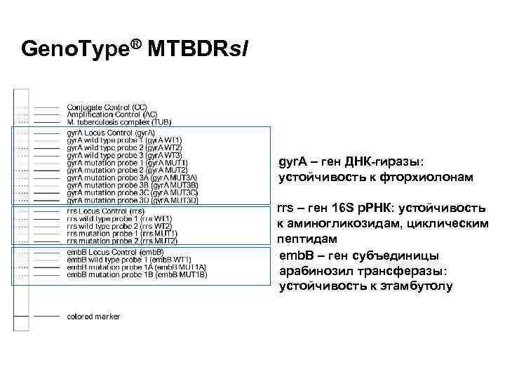 Geno. Type® MTBDRsl gyr. A – ген ДНК-гиразы: устойчивость к фторхиолонам rrs – ген