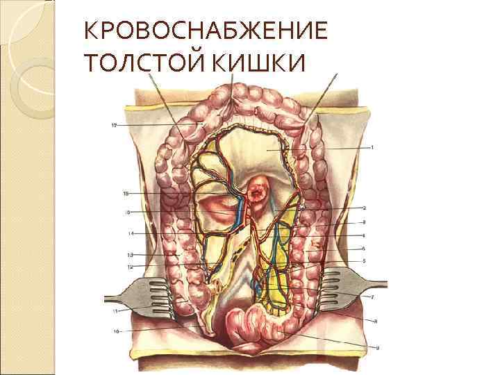 Кровоснабжение толстой кишки схема