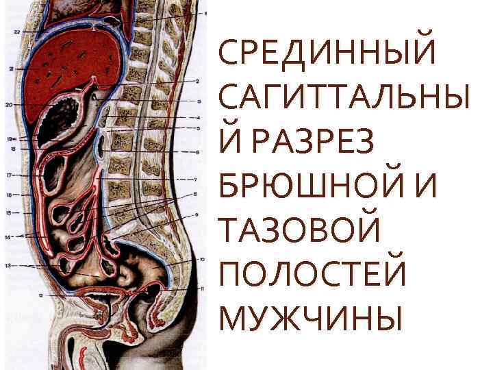 СРЕДИННЫЙ САГИТТАЛЬНЫ Й РАЗРЕЗ БРЮШНОЙ И ТАЗОВОЙ ПОЛОСТЕЙ МУЖЧИНЫ 