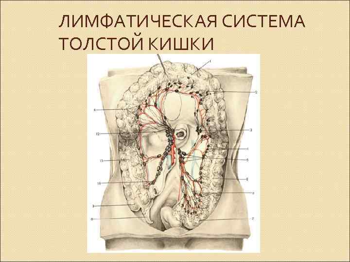 Мезентериальные лимфатические узлы у детей. Лимфоузлы брыжейки толстой кишки. Регионарные лимфоузлы толстой кишки. Регионарные лимфатические узлы толстой кишки анатомия. Мезентериальные лимфоузлы слепой кишки.