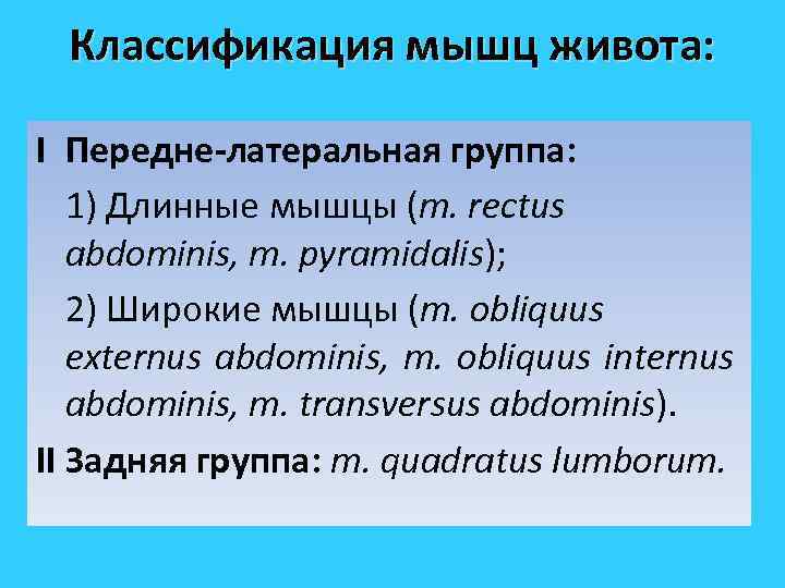 Классификация мышц живота: I Передне-латеральная группа: 1) Длинные мышцы (m. rectus abdominis, m. pyramidalis);