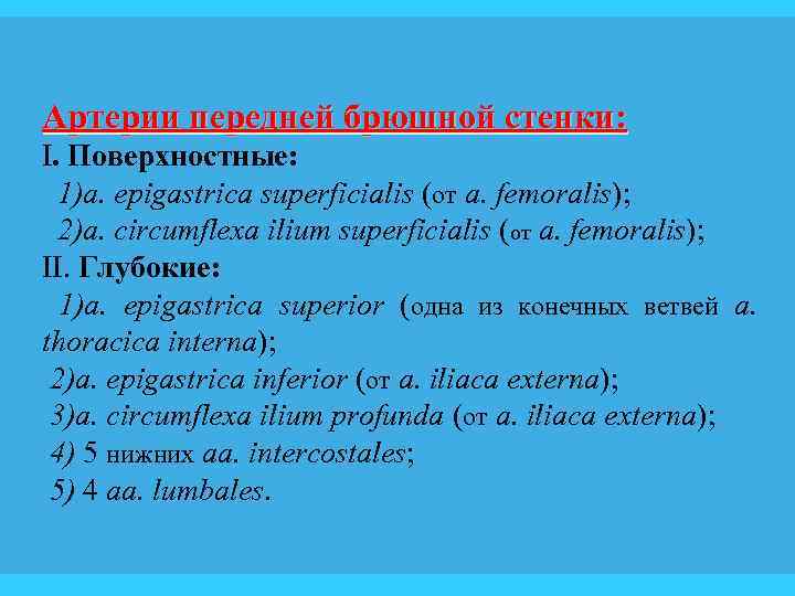 Артерии передней брюшной стенки: I. Поверхностные: 1)a. epigastrica superficialis (от a. femoralis); 2)a. circumflexa