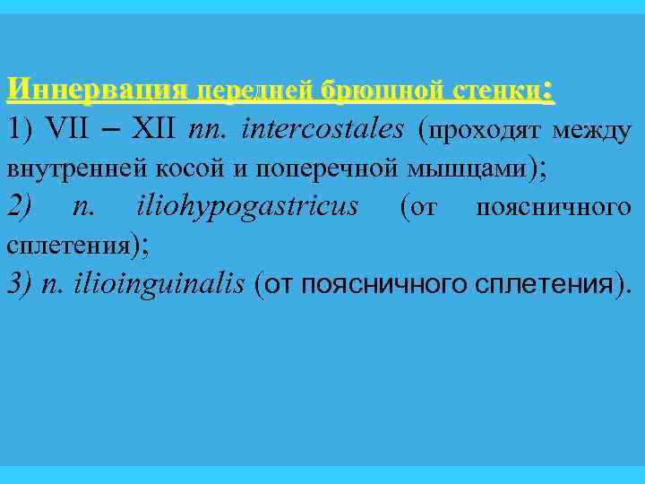 Иннервация передней брюшной стенки: 1) VII – XII nn. intercostales (проходят между внутренней косой