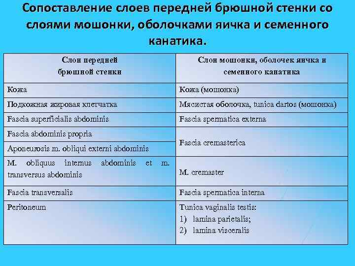 Сопоставление слоев передней брюшной стенки со слоями мошонки, оболочками яичка и семенного канатика. Слои