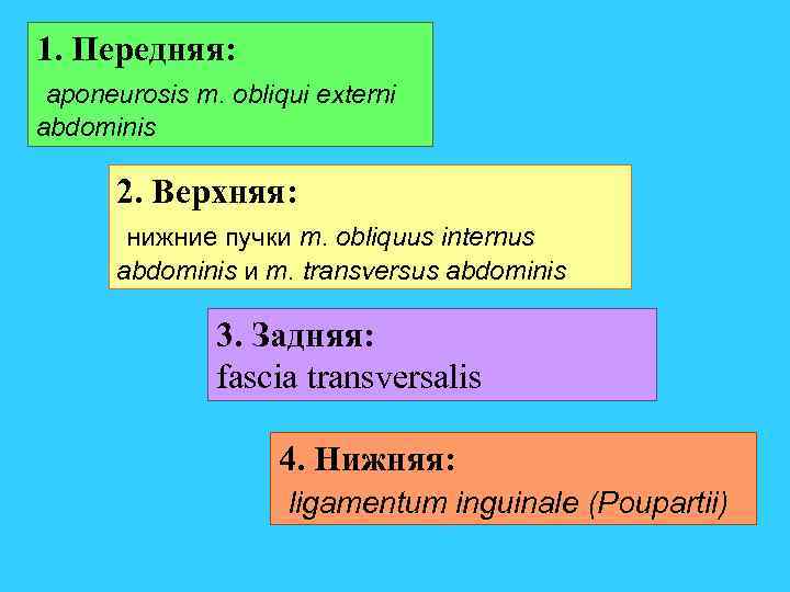 1. Передняя: aponeurosis m. obliqui externi abdominis 2. Верхняя: нижние пучки m. obliquus internus