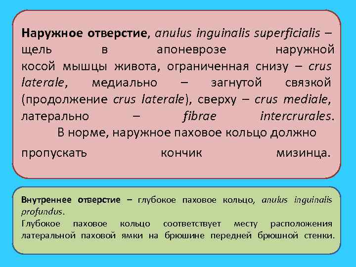 Наружное отверстие, anulus inguinalis superficialis – щель в апоневрозе наружной косой мышцы живота, ограниченная