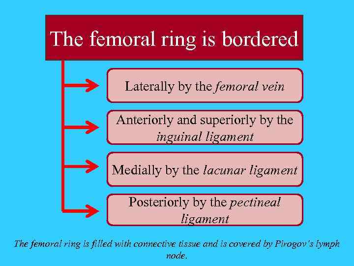 The femoral ring is bordered Laterally by the femoral vein Anteriorly and superiorly by