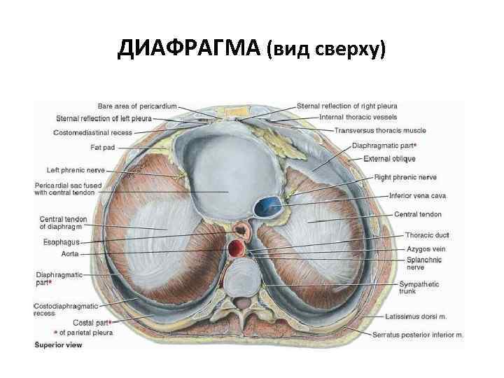 Части диафрагмы. Диафрагма вид снизу атлас. Диафрагма вид сверху. Диафрагма вид сверху анатомия. Топография диафрагмы вид снизу.