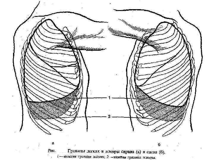 Границы легких и плевры схема