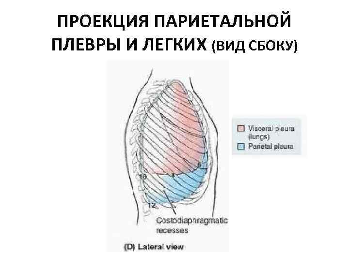 ПРОЕКЦИЯ ПАРИЕТАЛЬНОЙ ПЛЕВРЫ И ЛЕГКИХ (ВИД СБОКУ) 