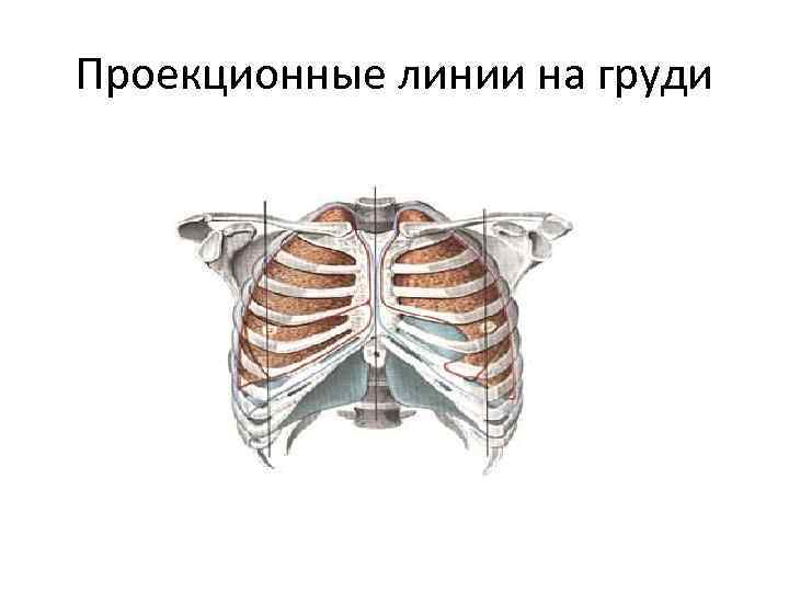 Проекционные линии на груди 