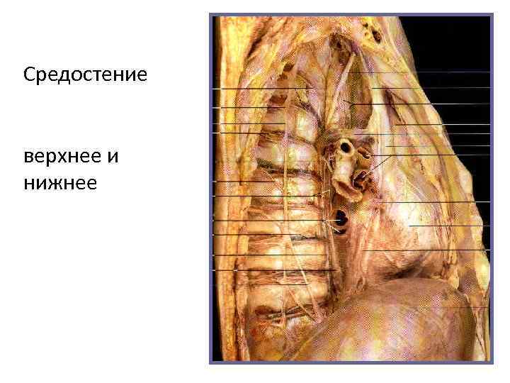 Средостение верхнее и нижнее 