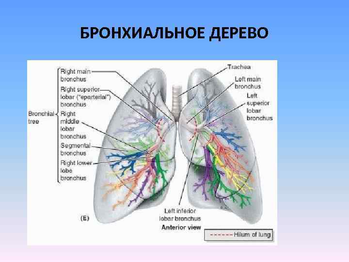 Бронхиальное дерево схема