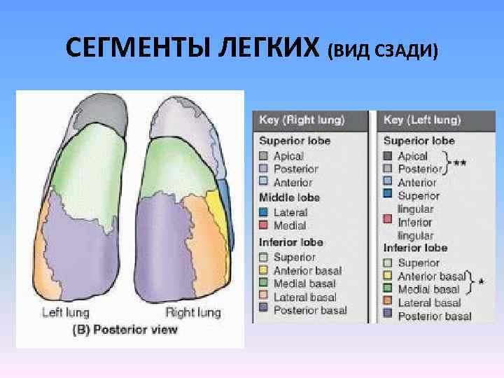 СЕГМЕНТЫ ЛЕГКИХ (ВИД СЗАДИ) 