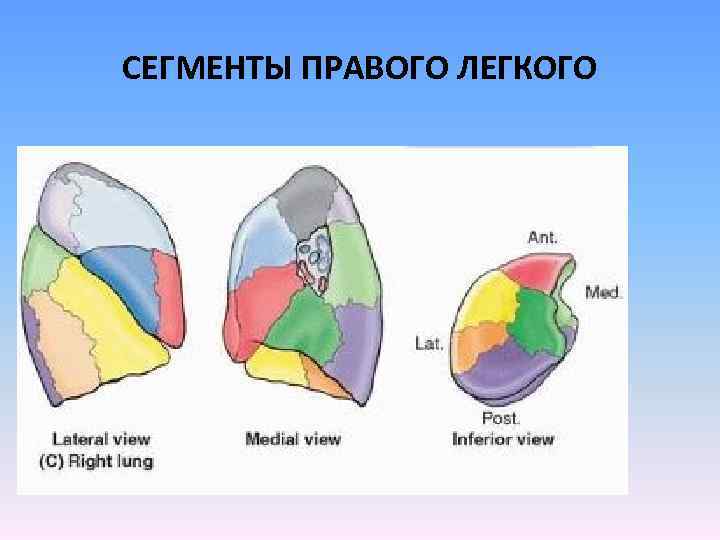 Правое легкое состоит из