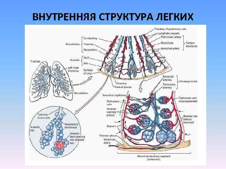 ВНУТРЕННЯЯ СТРУКТУРА ЛЕГКИХ 