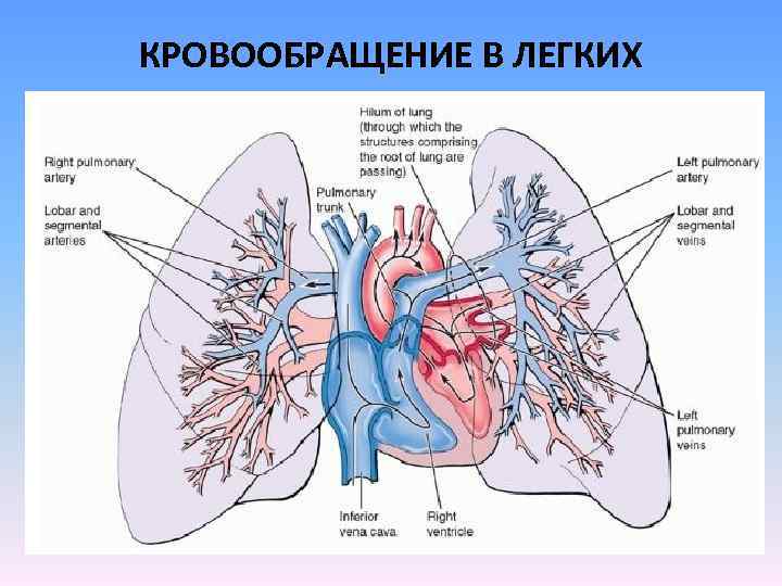 Границы легких картинка