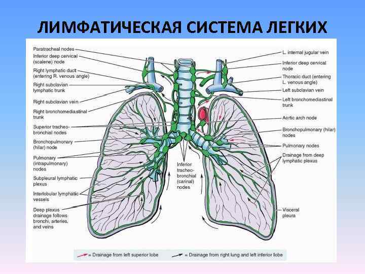 Лимфатическая система клапаны