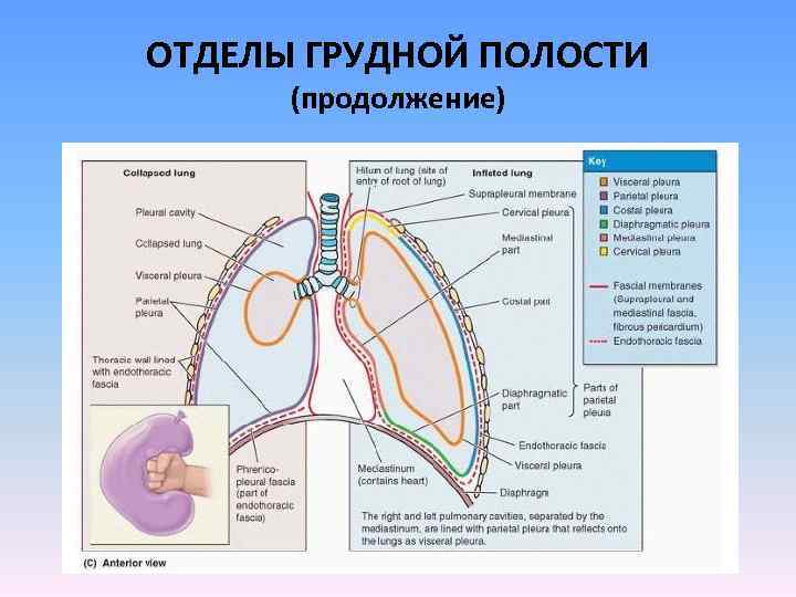 Грудная полость фото