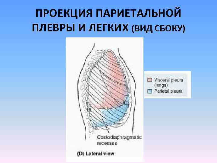 ПРОЕКЦИЯ ПАРИЕТАЛЬНОЙ ПЛЕВРЫ И ЛЕГКИХ (ВИД СБОКУ) 