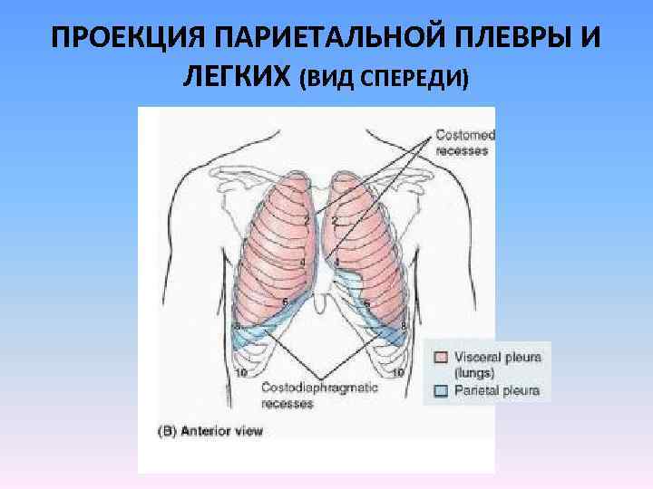 Какой цифрой на рисунке обозначена пристеночная плевра